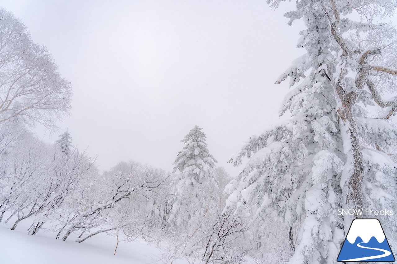 キロロリゾート｜降り出したら早いキロロ。積雪は、200cmに到達！X'mas＆年末年始に向けてコンディション急上昇(*^^)v